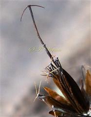  Cypsella with 2 pappus awns